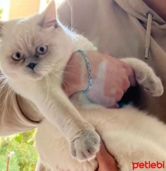 British Shorthair, Kedi  Mia fotoğrafı