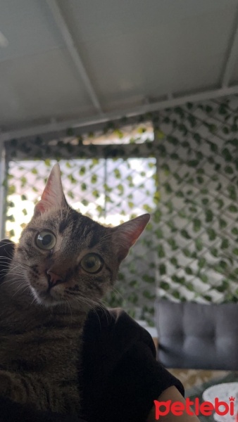 Tekir Kedi, Kedi  Mia fotoğrafı