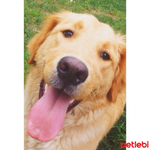 Golden Retriever, Köpek  Oscar fotoğrafı