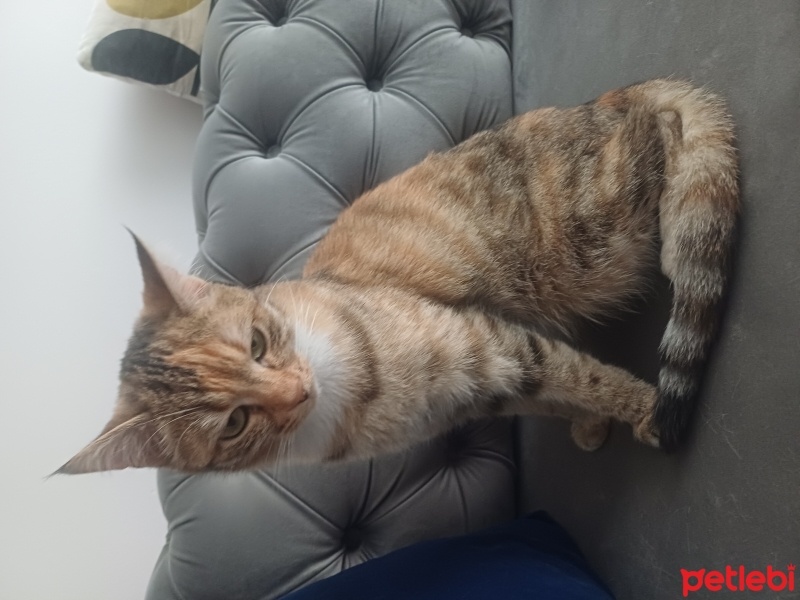Tekir Kedi, Kedi  Prenses fotoğrafı