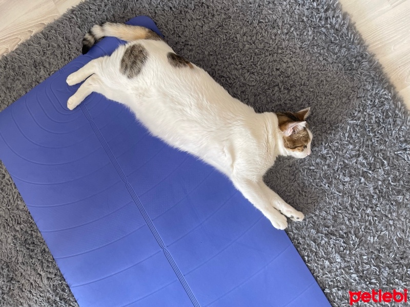 Tekir Kedi, Kedi  Sütlaç fotoğrafı