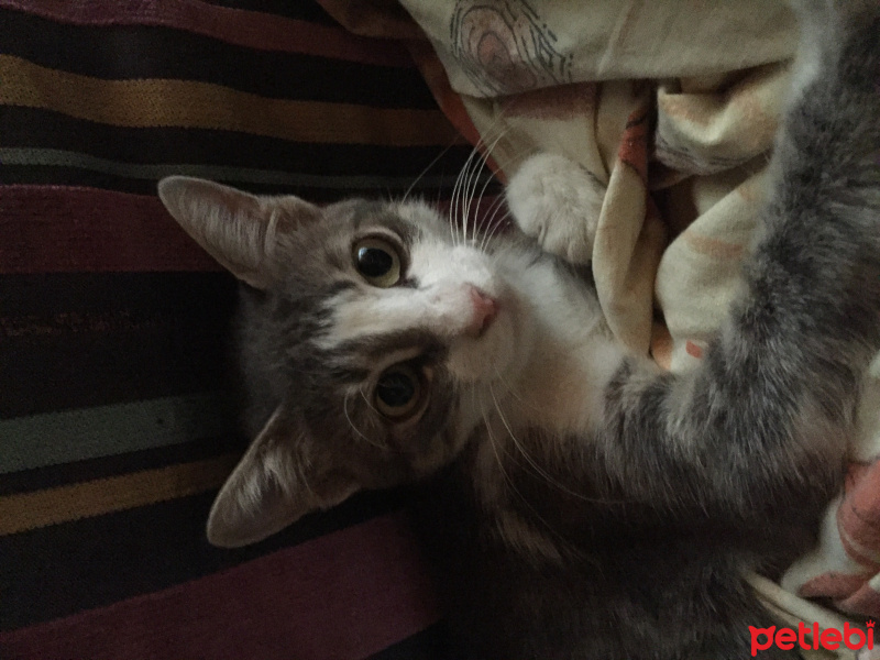 Tekir Kedi, Kedi  Miniş fotoğrafı