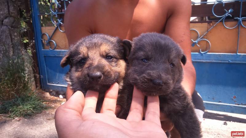 Alman Çoban Köpeği, Köpek  Liza fotoğrafı