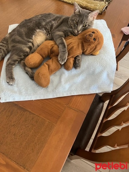 Tekir Kedi, Kedi  Gölge fotoğrafı