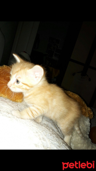 Tekir Kedi, Kedi  Maya fotoğrafı