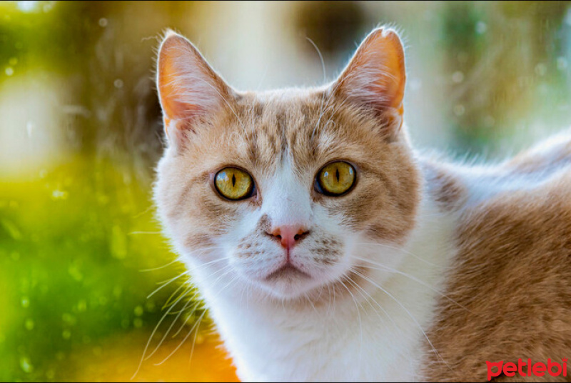 Sarman, Kedi  KARAMEL fotoğrafı