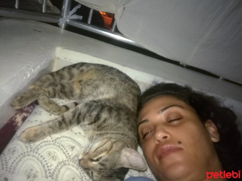 Tekir Kedi, Kedi  güçlü fotoğrafı