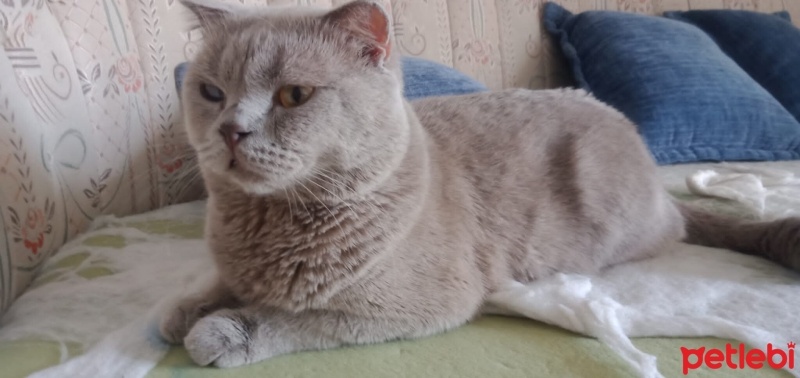 Scottish Fold, Kedi  Duman fotoğrafı