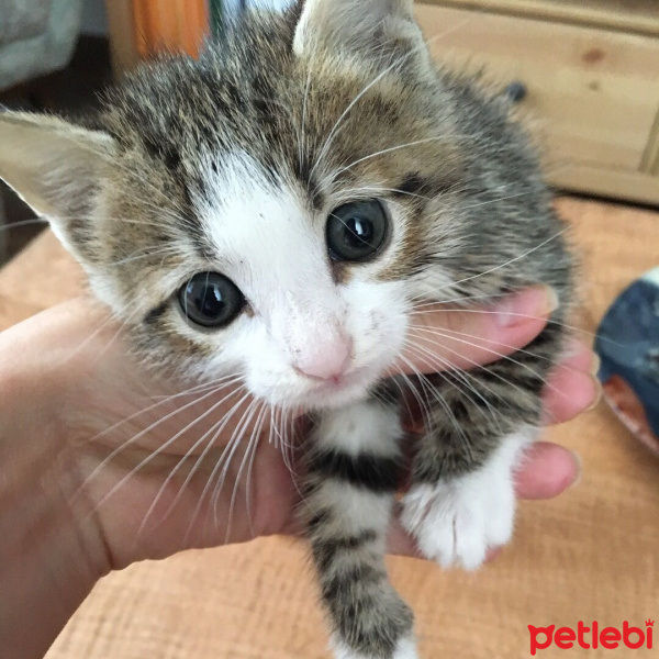 Sibirya Kedisi, Kedi  max fotoğrafı
