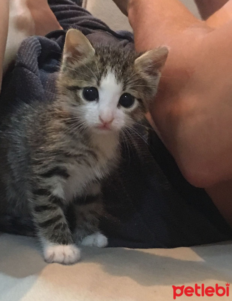 Sibirya Kedisi, Kedi  max fotoğrafı