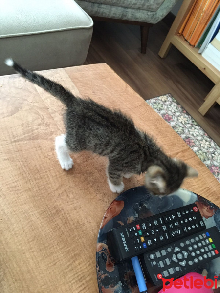 Sibirya Kedisi, Kedi  max fotoğrafı