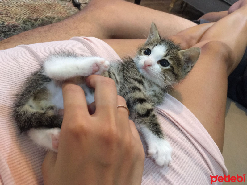 Sibirya Kedisi, Kedi  max fotoğrafı