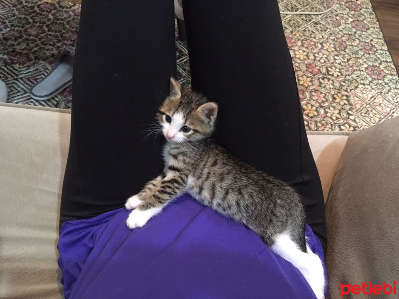 Sibirya Kedisi, Kedi  max fotoğrafı