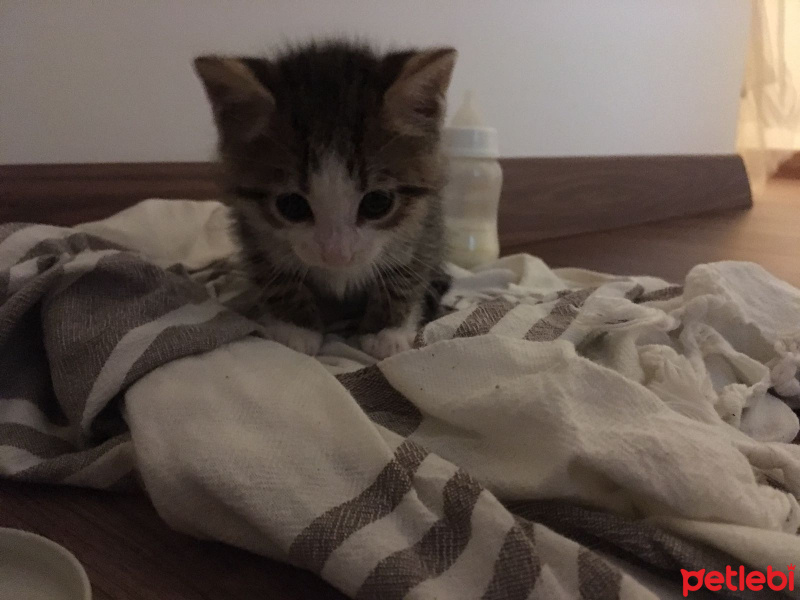 Sibirya Kedisi, Kedi  max fotoğrafı