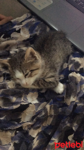 Sibirya Kedisi, Kedi  max fotoğrafı