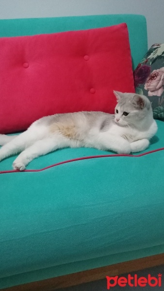British Shorthair, Kedi  Pamuk fotoğrafı