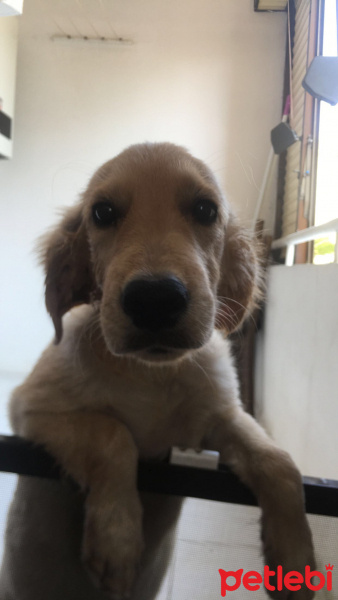 Golden Retriever, Köpek  Yavru golden lia fotoğrafı