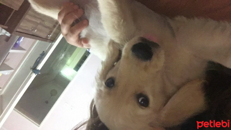 Golden Retriever, Köpek  Yavru golden lia fotoğrafı