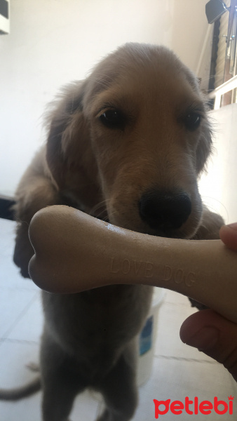 Golden Retriever, Köpek  Yavru golden lia fotoğrafı