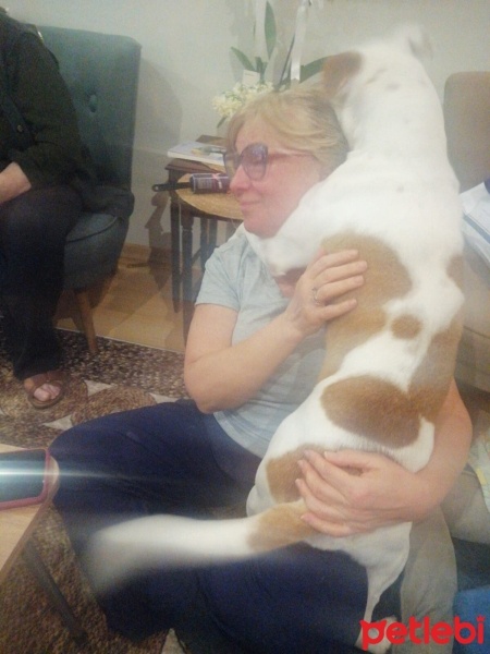 Amerikan Bulldog, Köpek  Robin fotoğrafı
