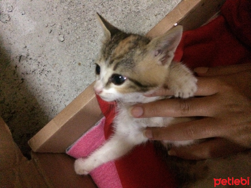 Tekir Kedi, Kedi  Çekirdek  fotoğrafı