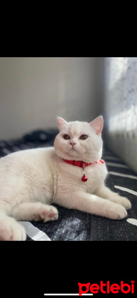 British Longhair, Kedi  Linda (pamuk) fotoğrafı