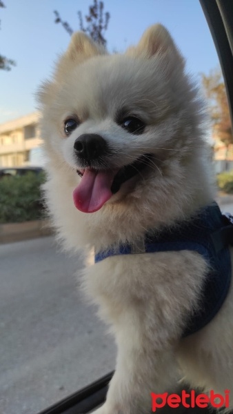 Pomeranyalı, Köpek  Leo fotoğrafı