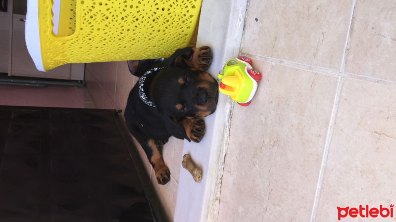 Rottweiler, Köpek  Rukky fotoğrafı