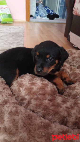 Rottweiler, Köpek  Rukky fotoğrafı