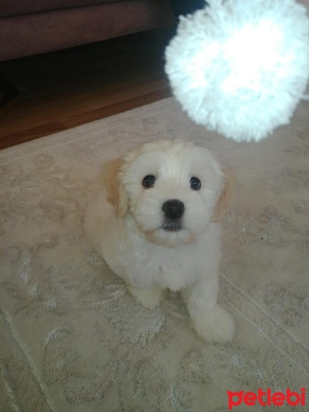Maltese, Köpek  Pamir fotoğrafı