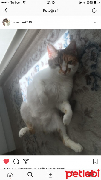 Tekir Kedi, Kedi  Arwen fotoğrafı