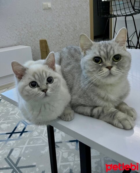 British Shorthair, Kedi  Rachel fotoğrafı