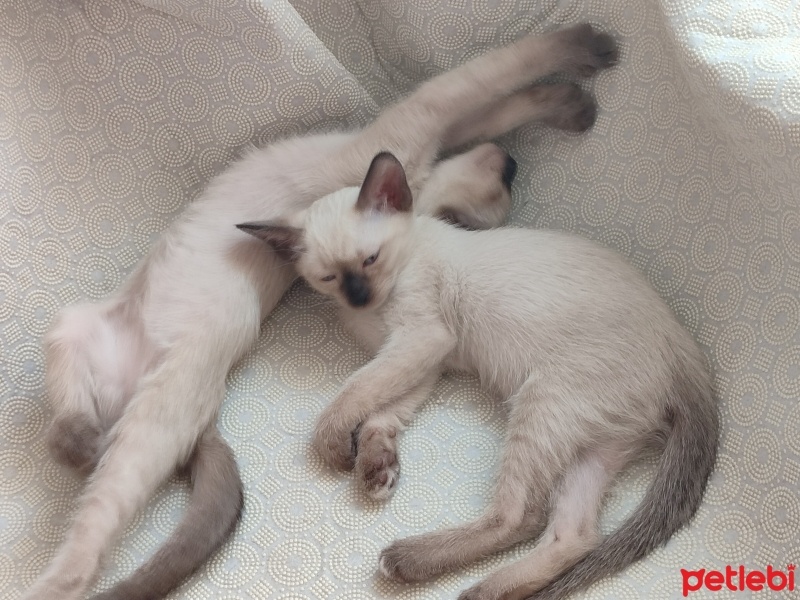 Siyam Kedisi, Kedi  Mia ve yavruları fotoğrafı