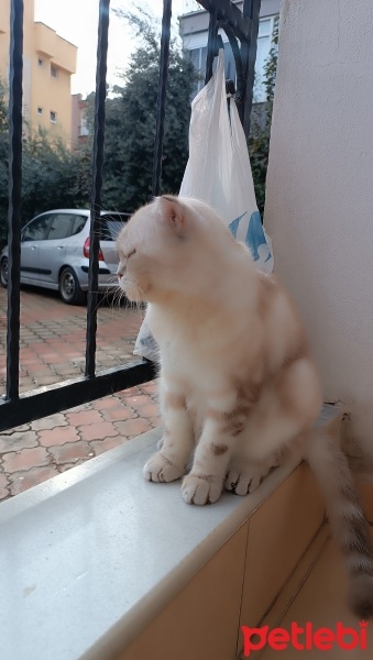 British Shorthair, Kedi  Nazlı fotoğrafı