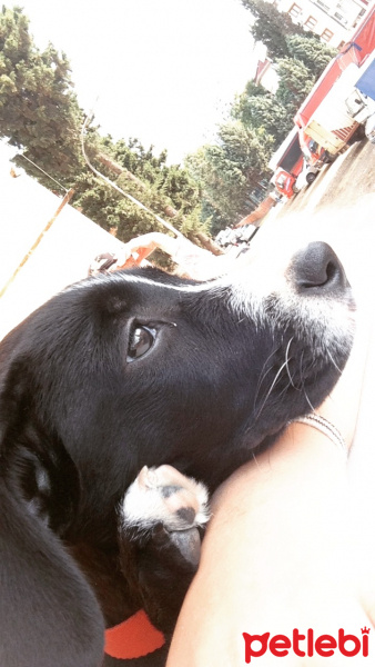 Labrador Retriever, Köpek  Sakız fotoğrafı