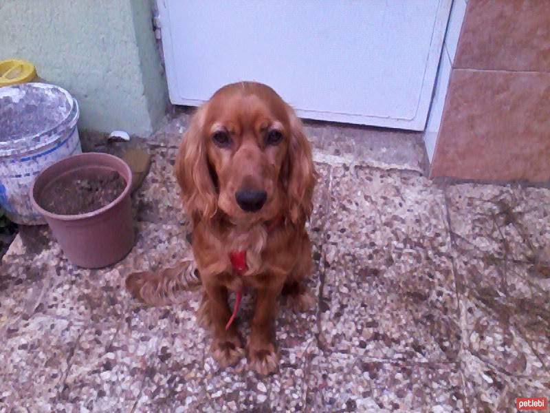 Amerikan Cocker Spaniel, Köpek  Cooper fotoğrafı