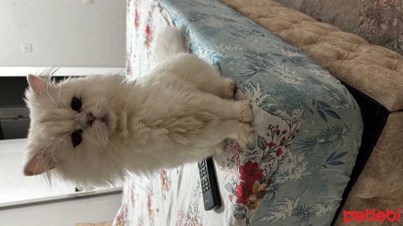 British Shorthair, Kedi  Pamuk fotoğrafı