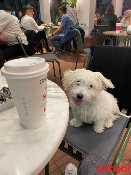 Maltese, Köpek  Charlie fotoğrafı