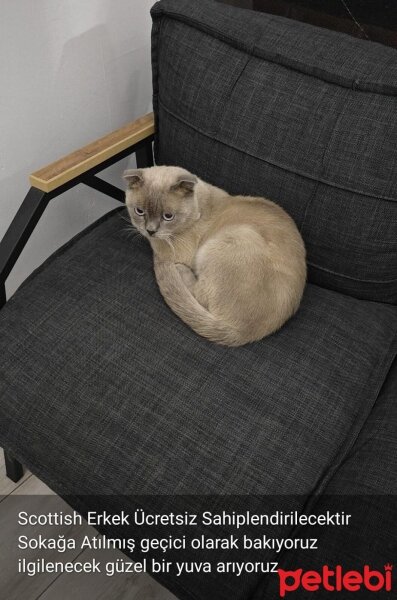 Scottish Fold, Kedi  Pişmaniye fotoğrafı