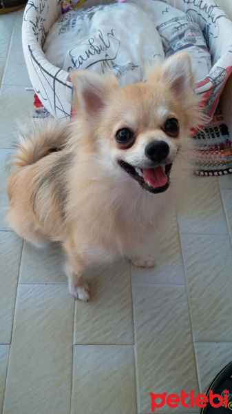 Pomeranyalı, Köpek  Pamuk fotoğrafı