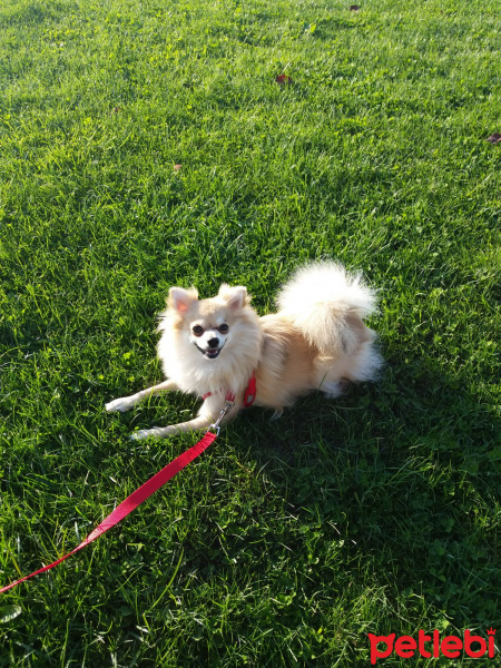 Pomeranyalı, Köpek  Pamuk fotoğrafı