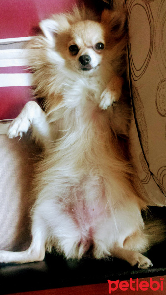 Pomeranyalı, Köpek  Pamuk fotoğrafı
