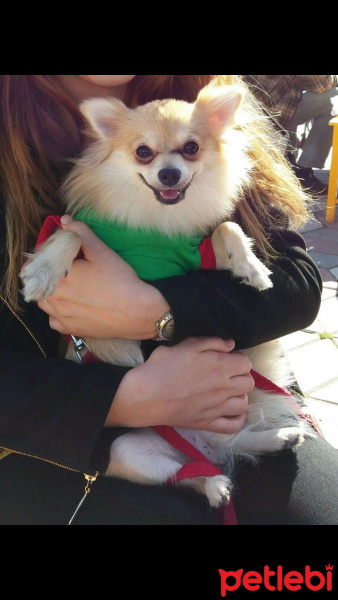 Pomeranyalı, Köpek  Pamuk fotoğrafı