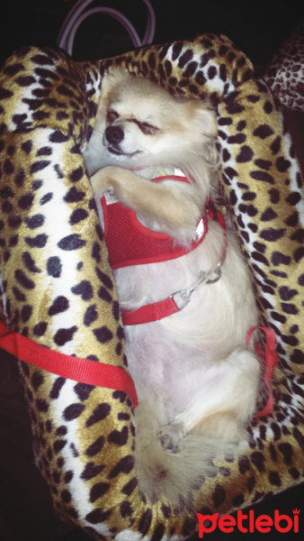 Pomeranyalı, Köpek  Pamuk fotoğrafı