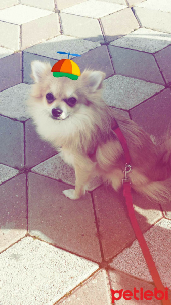 Pomeranyalı, Köpek  Pamuk fotoğrafı