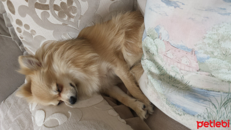 Pomeranyalı, Köpek  Pamuk fotoğrafı