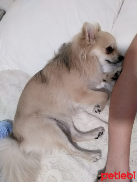 Pomeranyalı, Köpek  Pamuk fotoğrafı