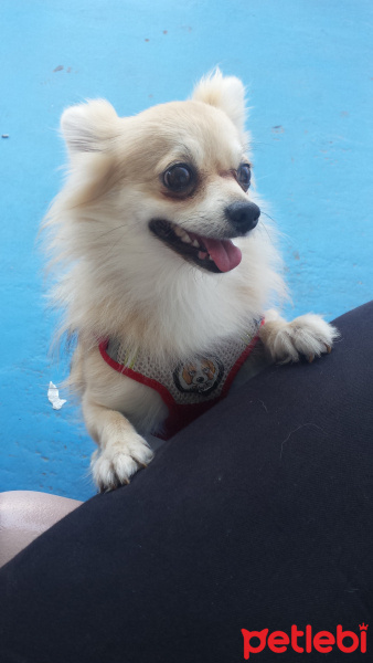 Pomeranyalı, Köpek  Pamuk fotoğrafı