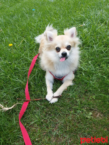 Pomeranyalı, Köpek  Pamuk fotoğrafı