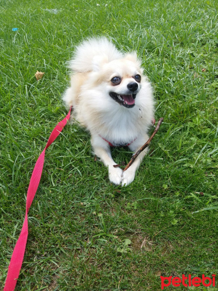 Pomeranyalı, Köpek  Pamuk fotoğrafı